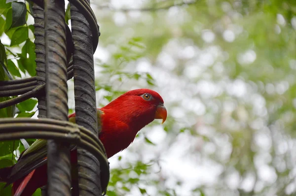 Loro rojo sobre tronco de hierro —  Fotos de Stock