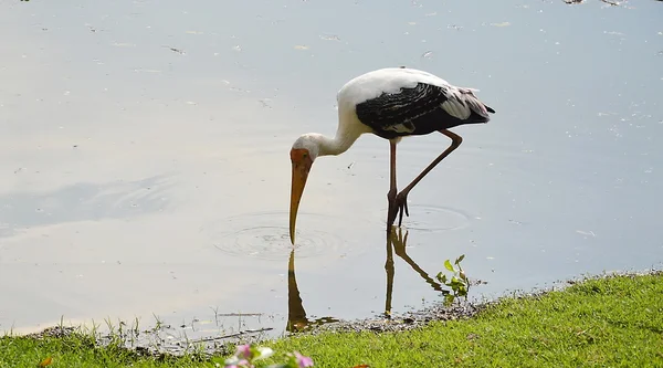 Målade stork livnär sig på floden — Stockfoto