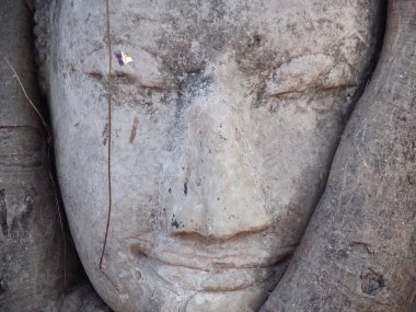 Tayland ağacında yüzünde Buda