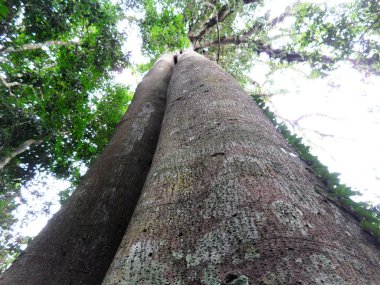 büyük antik ağaç