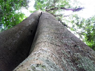 büyük antik ağaç