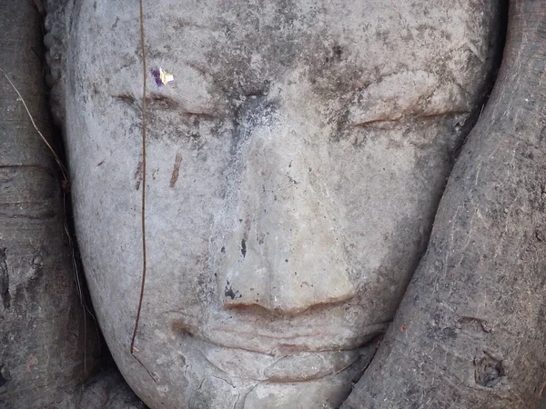 태국에서 나무에 부처님 얼굴 — 스톡 사진