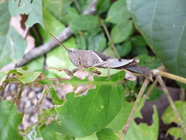 Saltamontes en la hoja —  Fotos de Stock