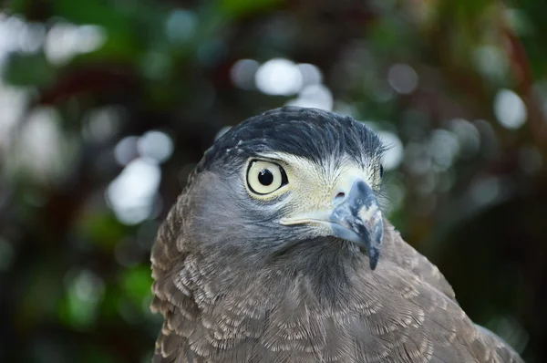 Hawk eye — Stockfoto