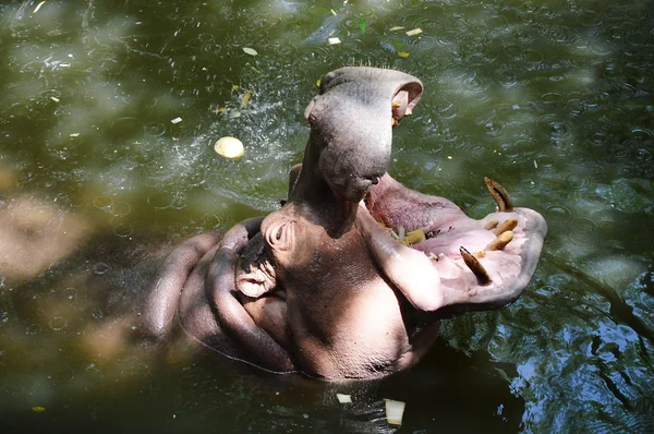 Hippopotamus open the mouth — Stock Photo, Image