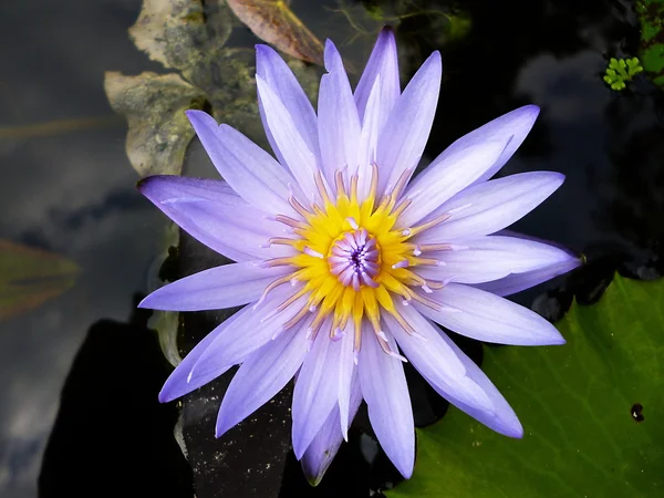 Purple lotus — Stockfoto