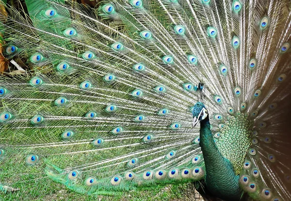 Peacock sprida stjärtfjädrarna — Stockfoto