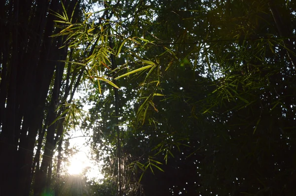 Floresta de bambu — Fotografia de Stock