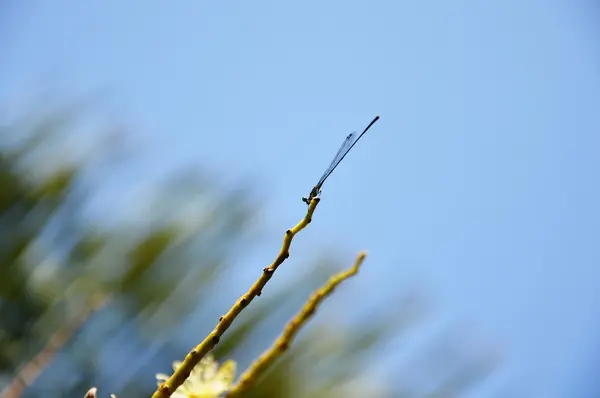 Perno libellula sul ramo dell'albero — Foto Stock