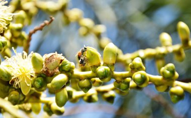 Arılar Palm besleme
