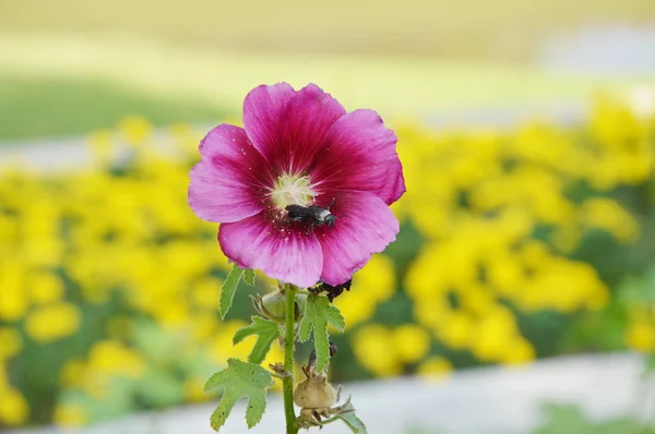 Abelha flor para enxame — Fotografia de Stock
