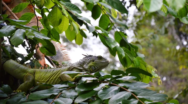 Iguana sul ramo — Foto Stock