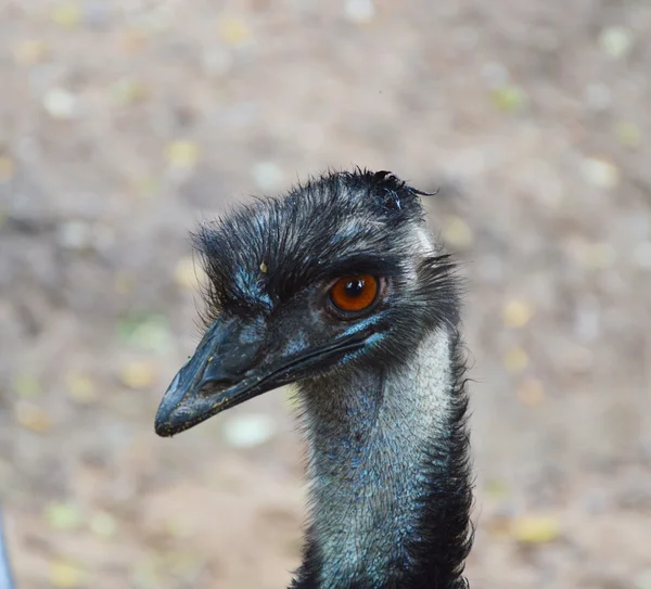 EMU med röda ögon — Stockfoto