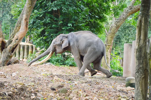 Elefante na rotina — Fotografia de Stock