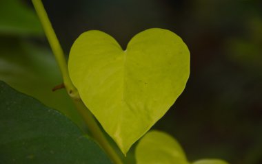 vahşi tembul yaprak bush kalp şeklinde