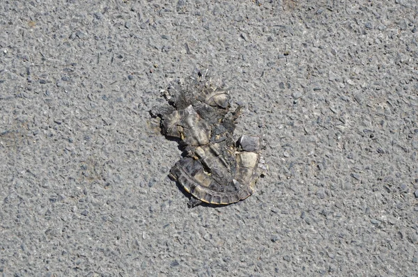 Broasca testoasa ucide cu masina pe drum — Fotografie, imagine de stoc
