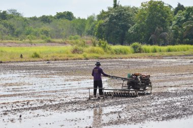 man plough in Paddy field