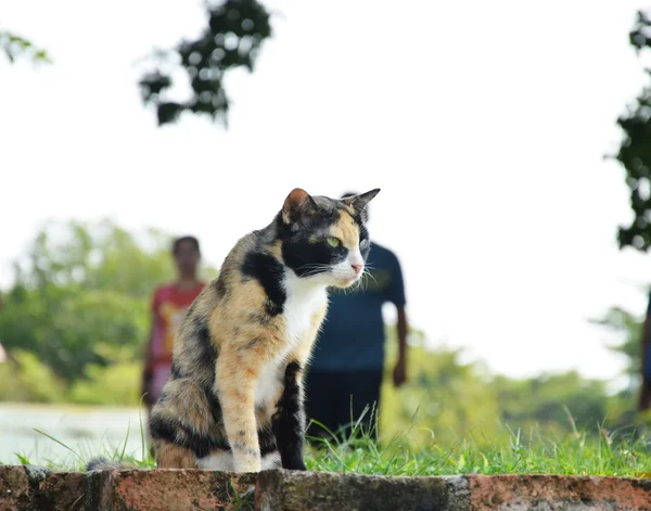 Katze auf dem Gras im Tempel — Stockfoto