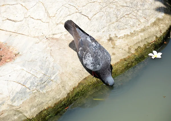 Bebida de pombo — Fotografia de Stock