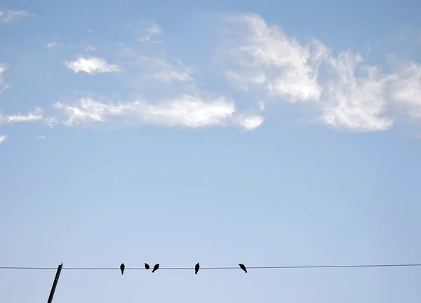 Pombo no fio — Fotografia de Stock