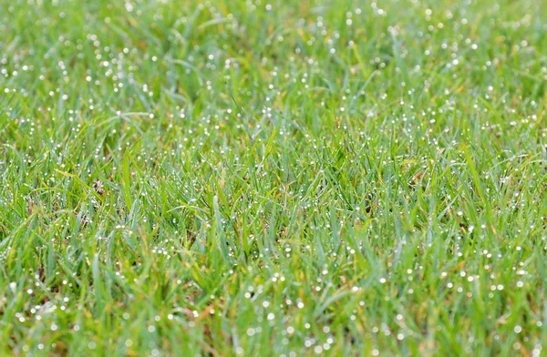 Rosée sur le champ d'herbe — Photo