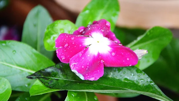 Goutte d'eau sur fleur rose — Photo