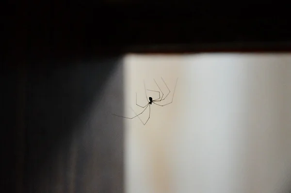 Araña en el ángulo recto —  Fotos de Stock