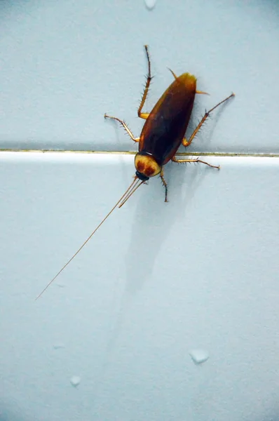 Kakkerlak op badkamer muur — Stockfoto