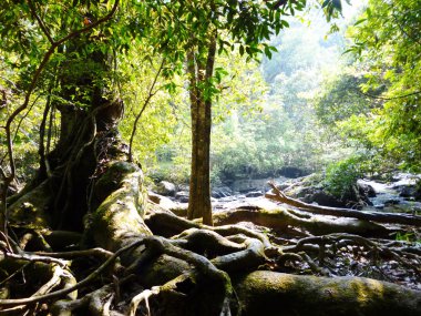 ormandaki ağaç kök