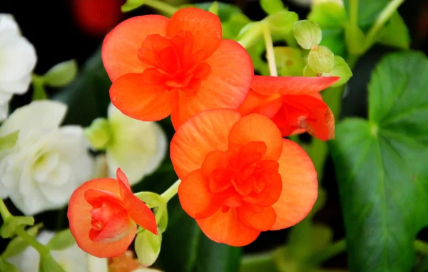 Oranžový květ — Stock fotografie