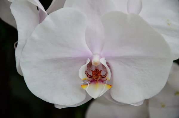 Bílá orchidej — Stock fotografie