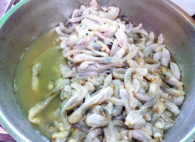 demir kase taze solucan kabuk