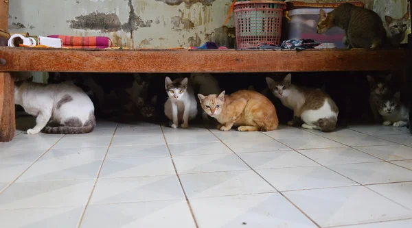 Cats under the table — Stock Photo, Image