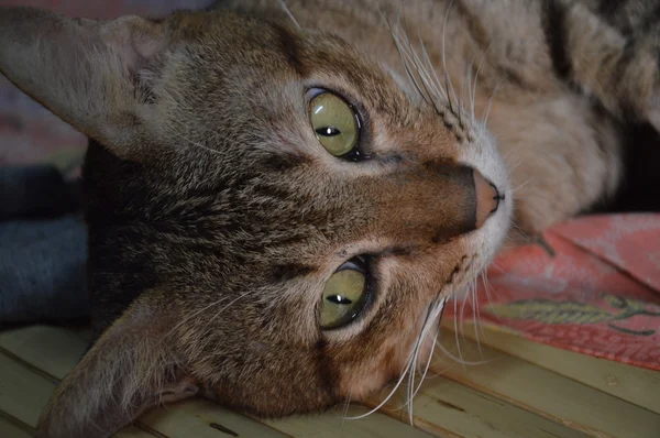 Gato que coloca no banco de bambu — Fotografia de Stock