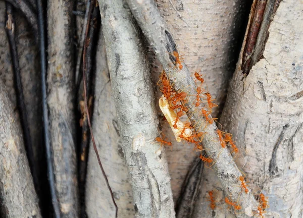 Ants holding animal bone to the nest — Stock Photo, Image