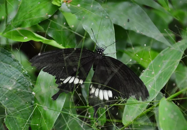 Farfalla sulla foglia — Foto Stock