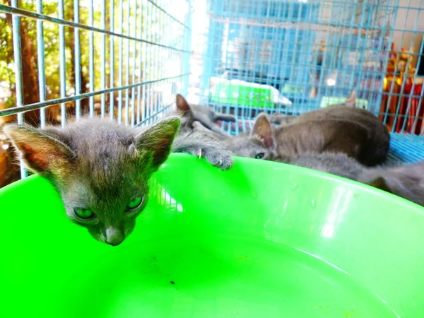 Yavru kedi deneyin içme suyu — Stok fotoğraf