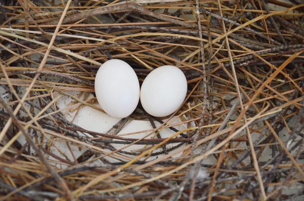 Oeuf de pigeon sur le nid — Photo