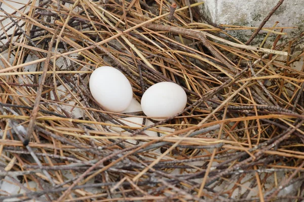 Duva ägg i boet — Stockfoto