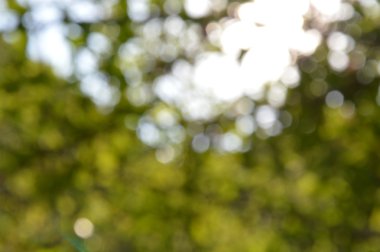 bahçe bitki bulanık