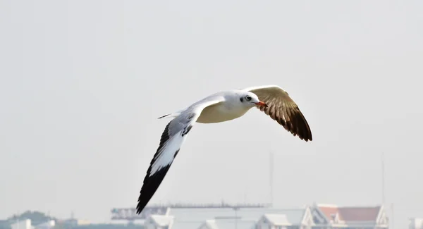 Seagull vliegen — Stockfoto