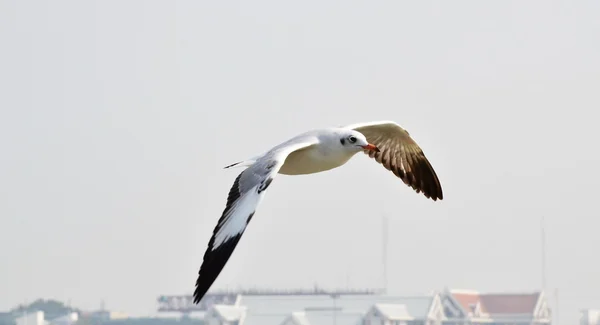 Måsen flyger — Stockfoto