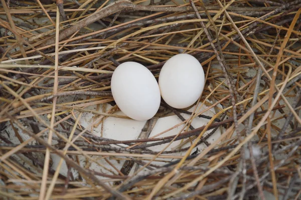 Oeuf de pigeon sur le nid — Photo