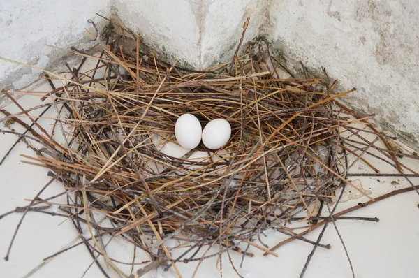 Holubí vejce v hnízdě — Stock fotografie