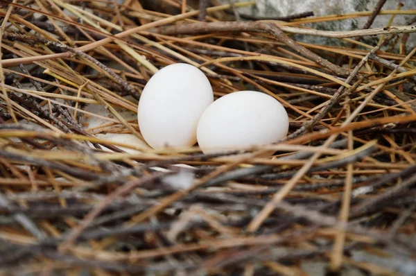 Taubenei auf dem Nest — Stockfoto