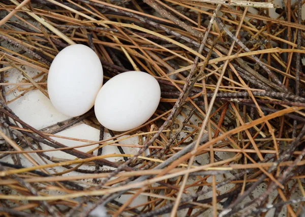 Oeuf de pigeon sur le nid — Photo