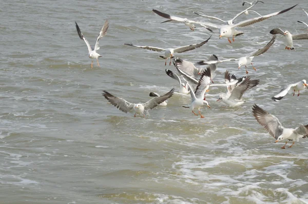 Seagull livnär sig på havet — Stockfoto