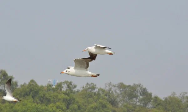 Seagull vliegen — Stockfoto