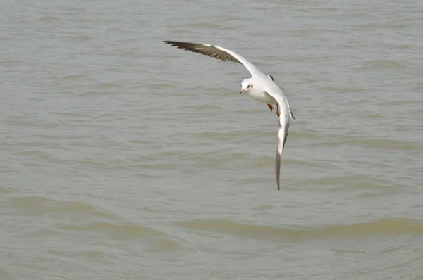 Seagull vliegen — Stockfoto