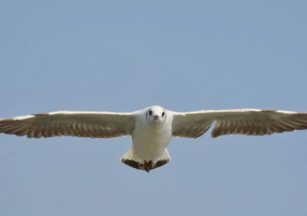 Seagull vliegen — Stockfoto